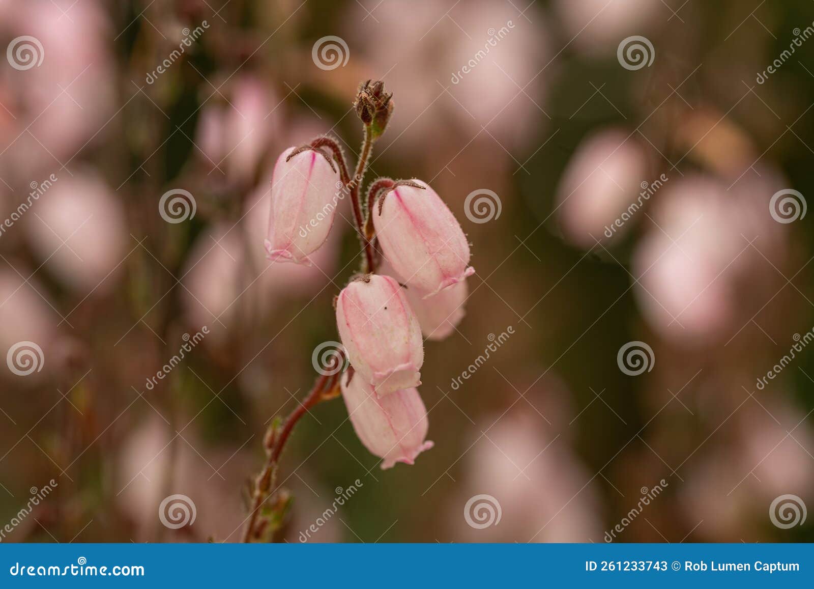 st. dabeocâs heath daboecia cantabrica irish princess, sea of veined pink flowers